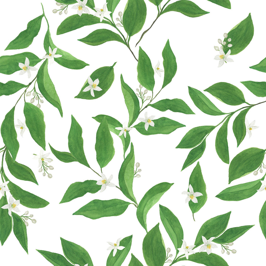 Jasmine Wallpaper  uniQstiQ Botanical
